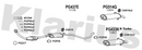 Klarius PG437E - Box With Centre Pipe  - Fits Peugeot 306 1.9TD