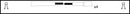 Lucas Ignition Lead Set - LUC4011